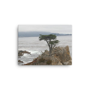 Lone Cypress Pebble Beach - Original Photo on Canvas by Holly Simmons